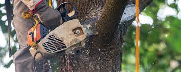 Best Hazardous Tree Removal  in Fayette, AL