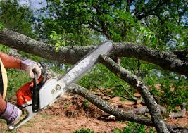 Best Arborist Consultation Services  in Fayette, AL