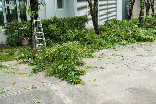 Best Tree Removal  in Fayette, AL