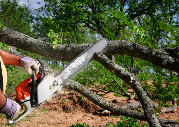 Best Lawn Dethatching  in Fayette, AL